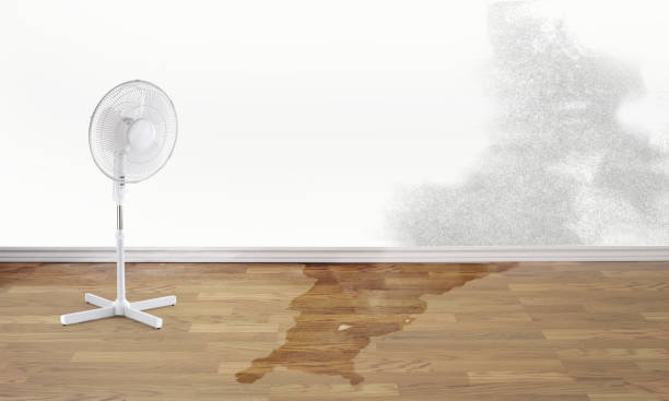 Best Local water damage restoration  in Albertson, NY